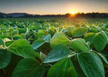 Estado colhe safra recorde e lidera produtividade da soja no Brasil