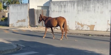 Prefeitura explica como funciona o processo de apreensão de animais soltos nas ruas de Três Lagoas