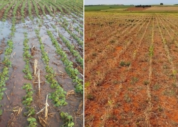 Primavera chega terça com previsão de safra recorde mesmo sob ameaça de el niño histórico