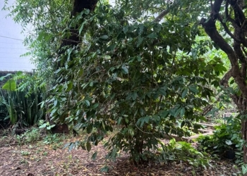 Dia da Árvore: Memórias com aroma de café e sabor de acerola