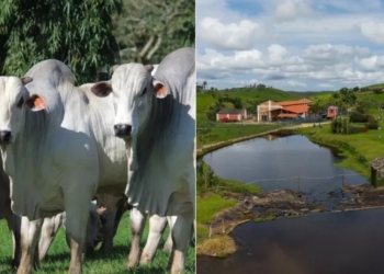 Agrofeira movimenta cidade com 32 mil bovinos e tradição na genética Nelore
