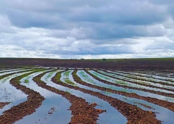 Alta de 33% no arroz anima produtor gaúcho, mas diesel ameaça plantio