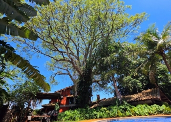 Dia da Árvore: Um convite para cuidar de si, da natureza e do planeta                  Análises de especialista e histórias diversas ajudam a entender o sentido de memória e pertencimento