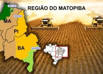 Região reforça defesa de soja e algodão contra pragas antes da nova safra