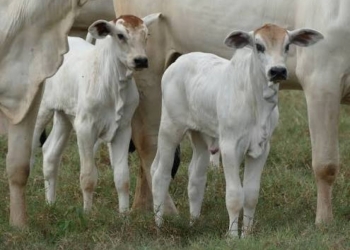 Bezerro exige 9,7 arrobas e impõe pior troca ao pecuarista desde 2021