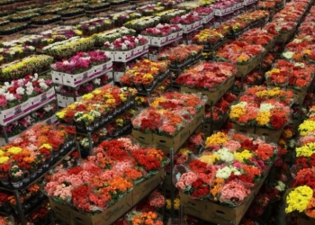 Mercado de flores antecipa tendências e negociações para vendas de fim de ano