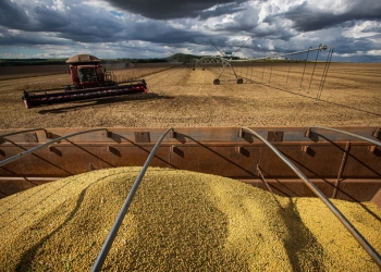 Produção avança no Maranhão e Piauí e reforça expansão agrícola do Matopiba