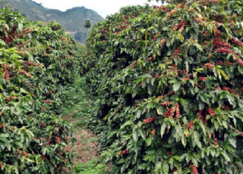 Produção do café arábica deve bater 34,96 milhões de sacas, segundo a Conab