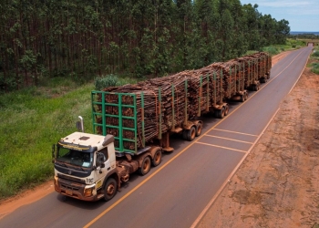 Suzano tem 11 processos seletivos abertos em Ribas do Rio Pardo e Três Lagoas (MS)